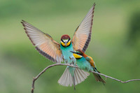 European Bee-eater / Żołna