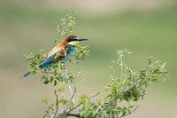European Bee-eater / Żołna