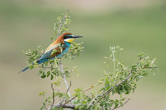 European Bee-eater / Żołna