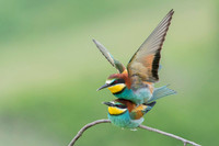 European Bee-eater / Żołna