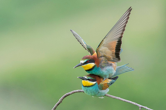 European Bee-eater / Żołna
