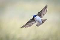 Chilean Swallow
