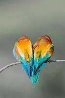 European Bee-eater / Żołna