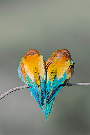 European Bee-eater / Żołna