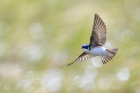 Chilean Swallow