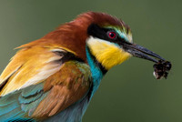 European Bee-eater / Żołna