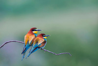 European Bee-eater / Żołna
