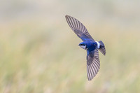 Chilean Swallow