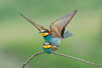 European Bee-eater / Żołna
