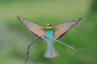 European Bee-eater / Żołna
