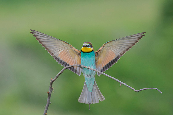 European Bee-eater / Żołna