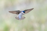 Chilean Swallow