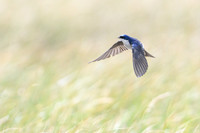 Chilean Swallow