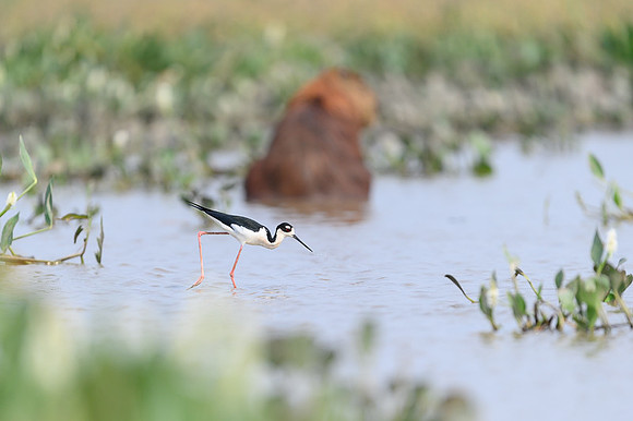 White-backed Stilt