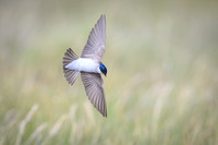 Chilean Swallow