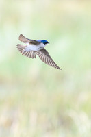 Chilean Swallow