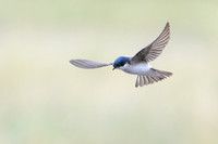 Chilean Swallow