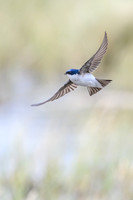 Chilean Swallow