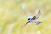 Chilean Swallow