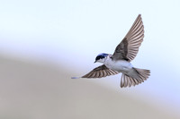 Chilean Swallow