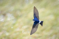 Chilean Swallow