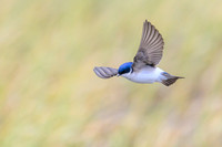 Chilean Swallow