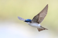 Chilean Swallow
