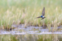 Chilean Swallow