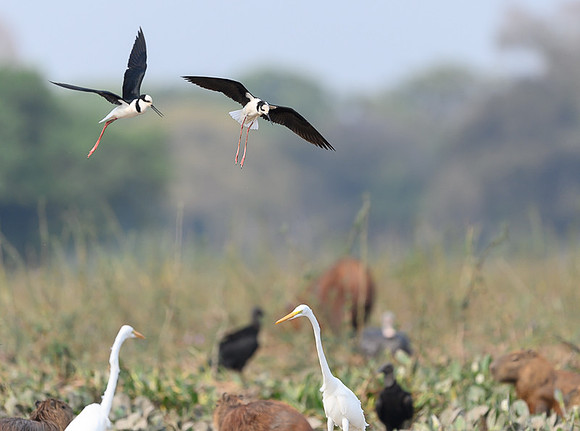 White-backed Stilt