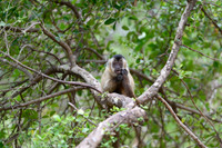 Hooded Capuchin