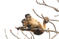 Hooded Capuchin