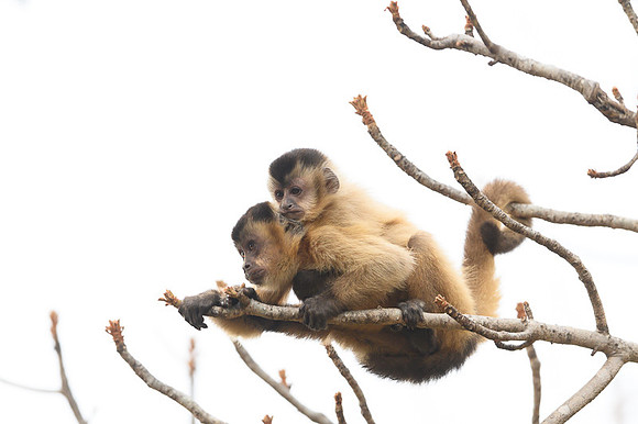Hooded Capuchin