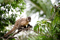 Hooded Capuchin