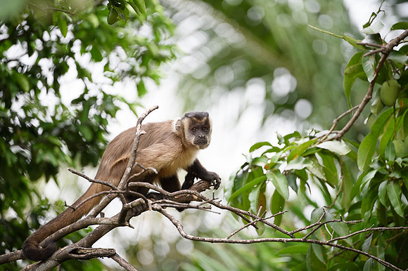 Hooded Capuchin