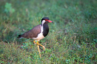 Red eye lawping