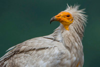 Egiptian Vulture / Sęp ścierwnik
