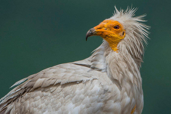 Egiptian Vulture / Sęp ścierwnik