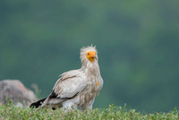 Egiptian Vulture / Sęp ścierwnik