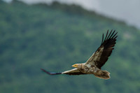 Egiptian Vulture / Sęp ścierwnik