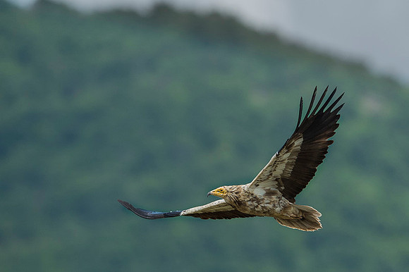 Egiptian Vulture / Sęp ścierwnik