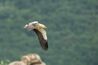 Egiptian Vulture / Sęp ścierwnik