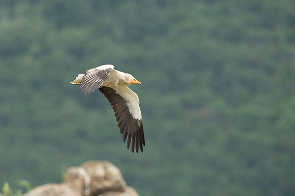 Egiptian Vulture / Sęp ścierwnik