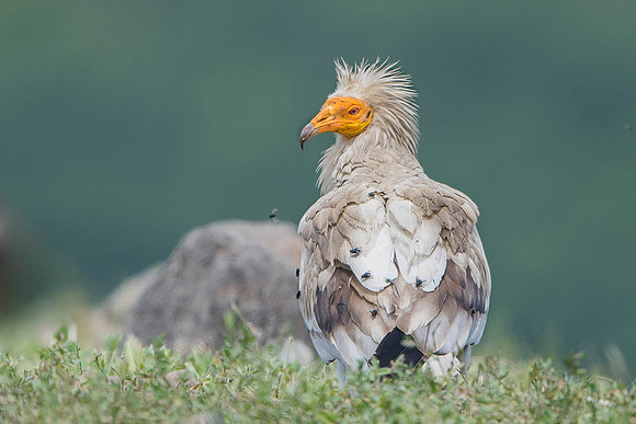 Egiptian Vulture / Sęp ścierwnik