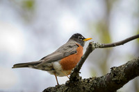 American robin