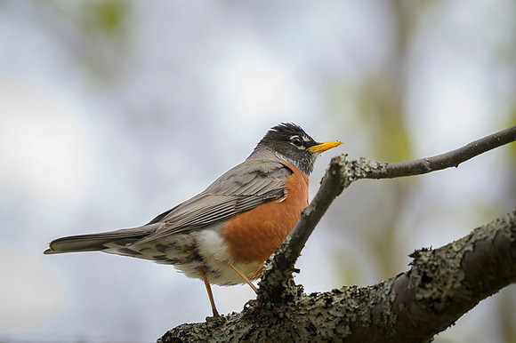 American robin