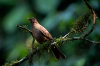 Clay-colored Trush