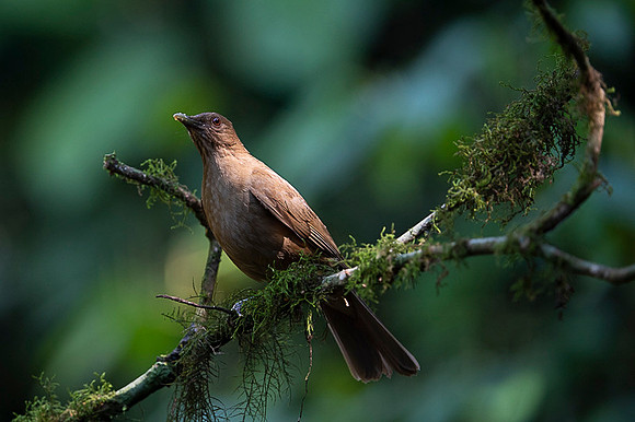 Clay-colored Trush