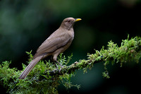 Clay-colored Trush