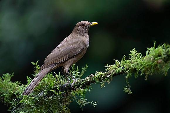 Clay-colored Trush