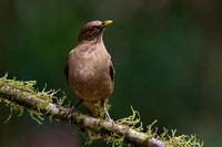 Clay-colored Trush